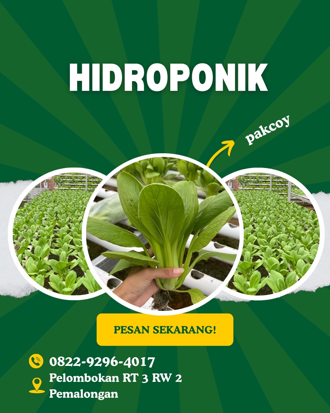 Hidroponik